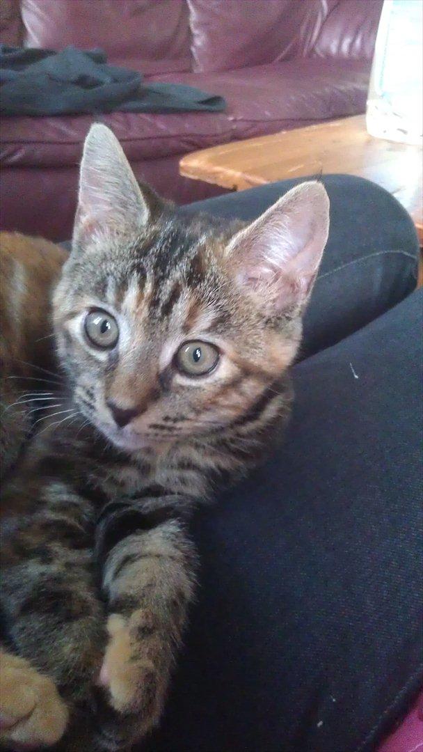 Blanding af racer Kamille billede 1