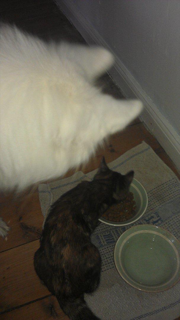 Blanding af racer Kamille - Kamille nytårsaften. Hun mødte Ayla og Bjørk (mine svigerforældres to hunde) for første gang, på egen hånd. Det gik rigtig godt, dog fik Bjørk en flænge i øjet :/ billede 7