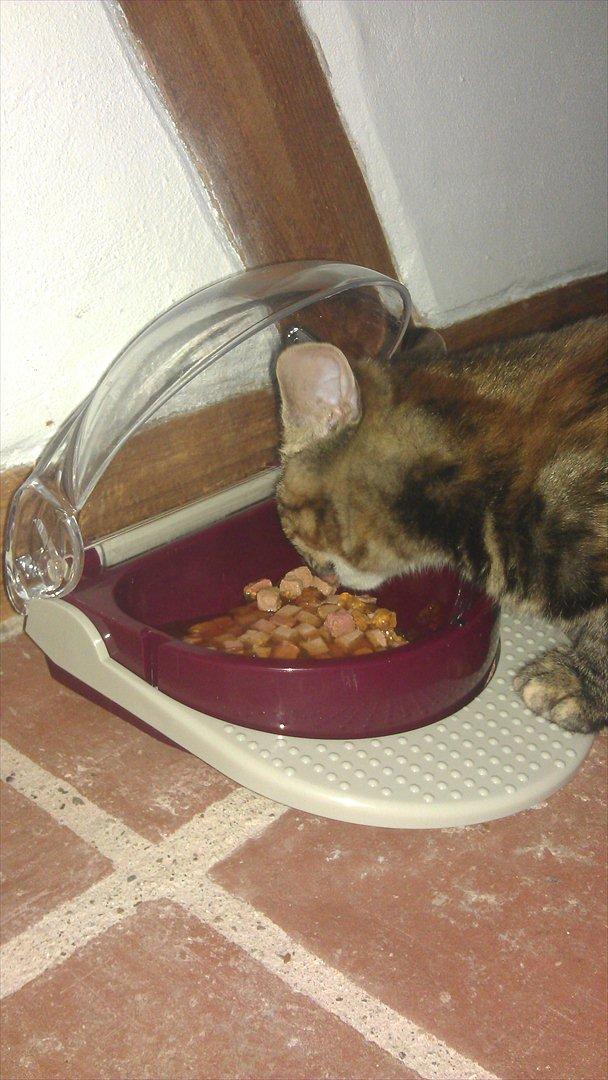 Blanding af racer Kamille - ENDELIG! 
Kamille har nu lært at bruge den smarte madskål min kæreste købte til hende! :):)
Den fungerer som en toiletspand hvor man træder på pedalen og låget løfter sig. På den måde, er vi fri for at lugte til hendes mad. Ski'e smart! billede 8