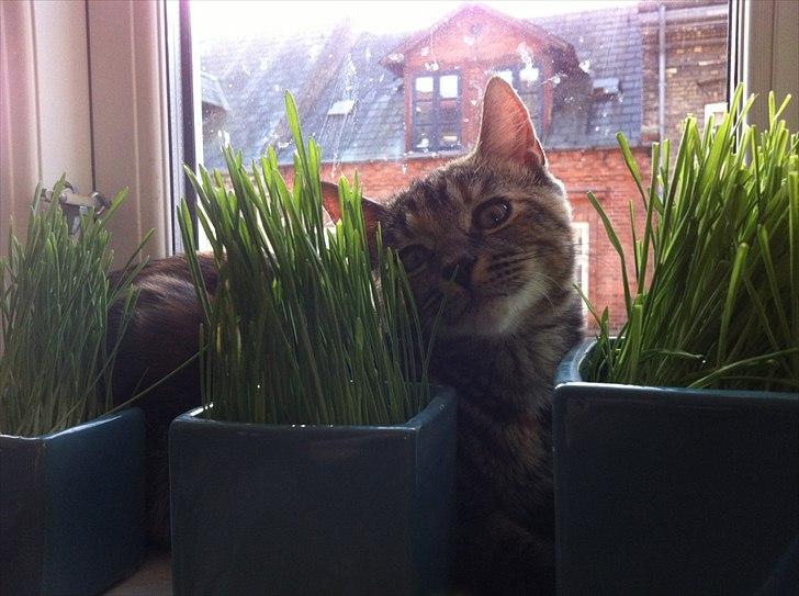 Blanding af racer Kamille - Min kæreste fangede billedet her. Det er et sjældent syn at hun ligger stille og roligt i vindueskarmen ved sit kattegræs. Men vi nyder alle tre når hun gør :) billede 9