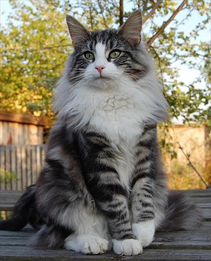 Norsk Skovkat Thomanis Cherry Garcia billede 1