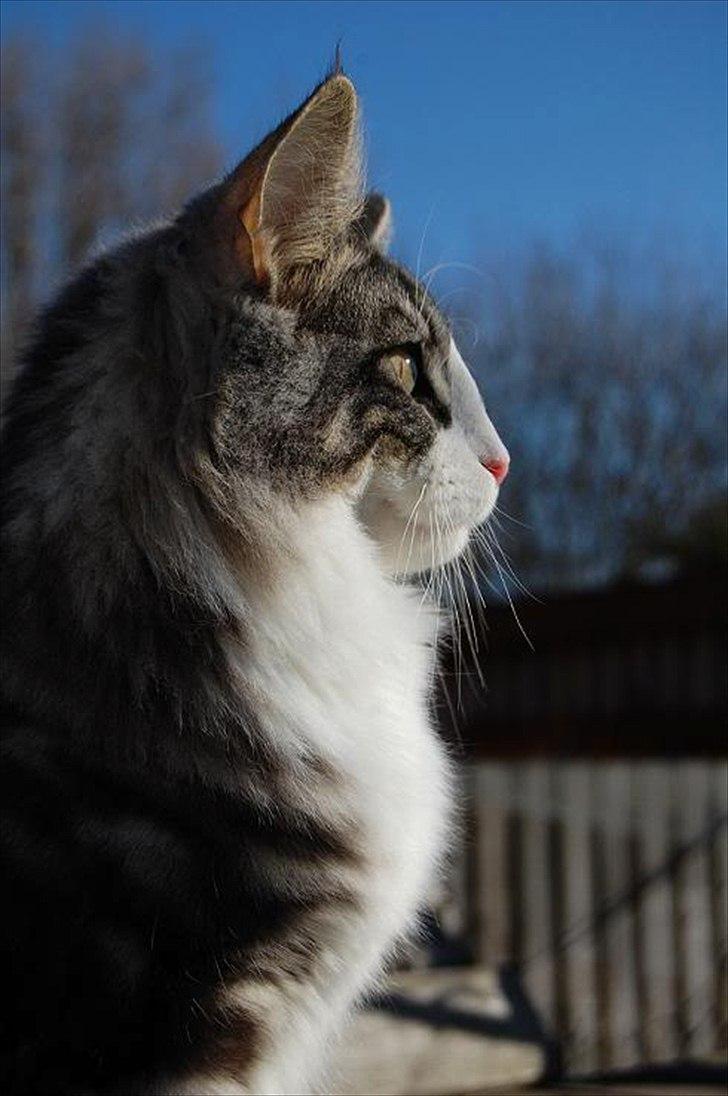 Norsk Skovkat Thomanis Cherry Garcia billede 4