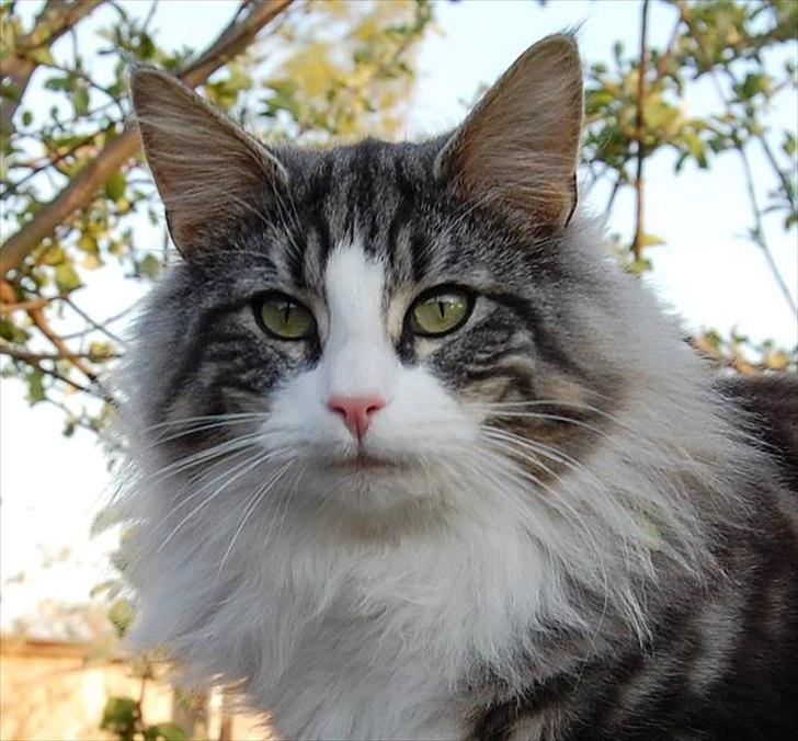 Norsk Skovkat Thomanis Cherry Garcia billede 2