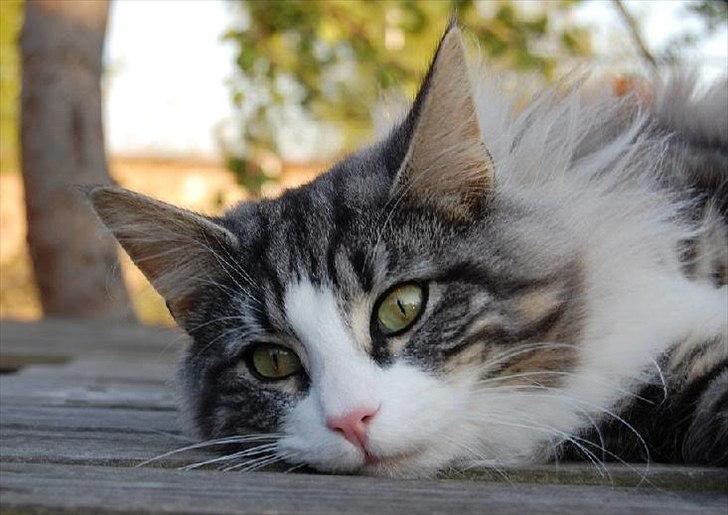 Norsk Skovkat Thomanis Cherry Garcia billede 3