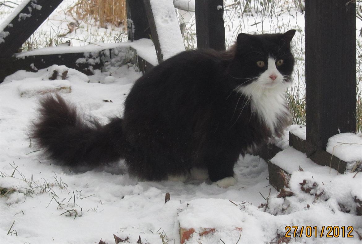 Blanding af racer <3 Miv <3 - # 2, Smukke Miv ude i sneen. 27 jan 2012 billede 2