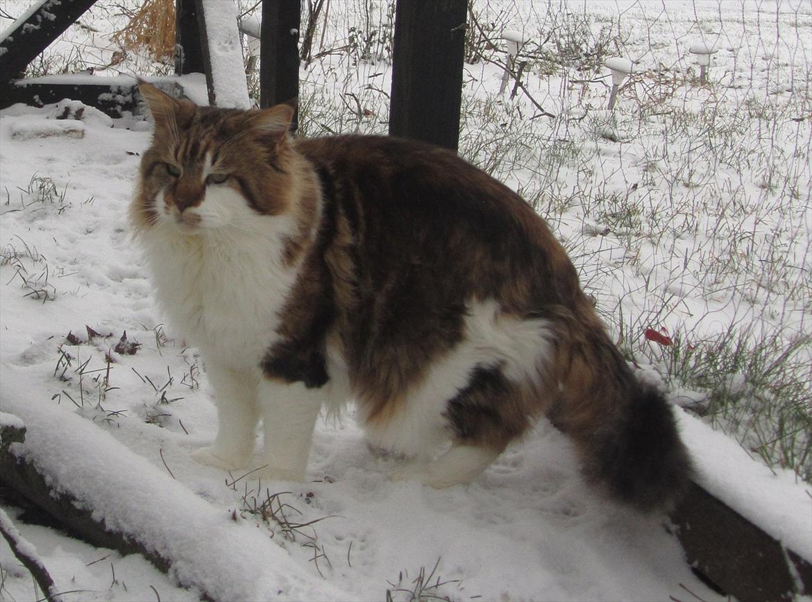 Maine Coon Løve Hulen's Golden Wolf 23/1 (Bor ved min moster) - # 2. Smukke Loui ude i sneen.. 27 jan 2012 billede 2