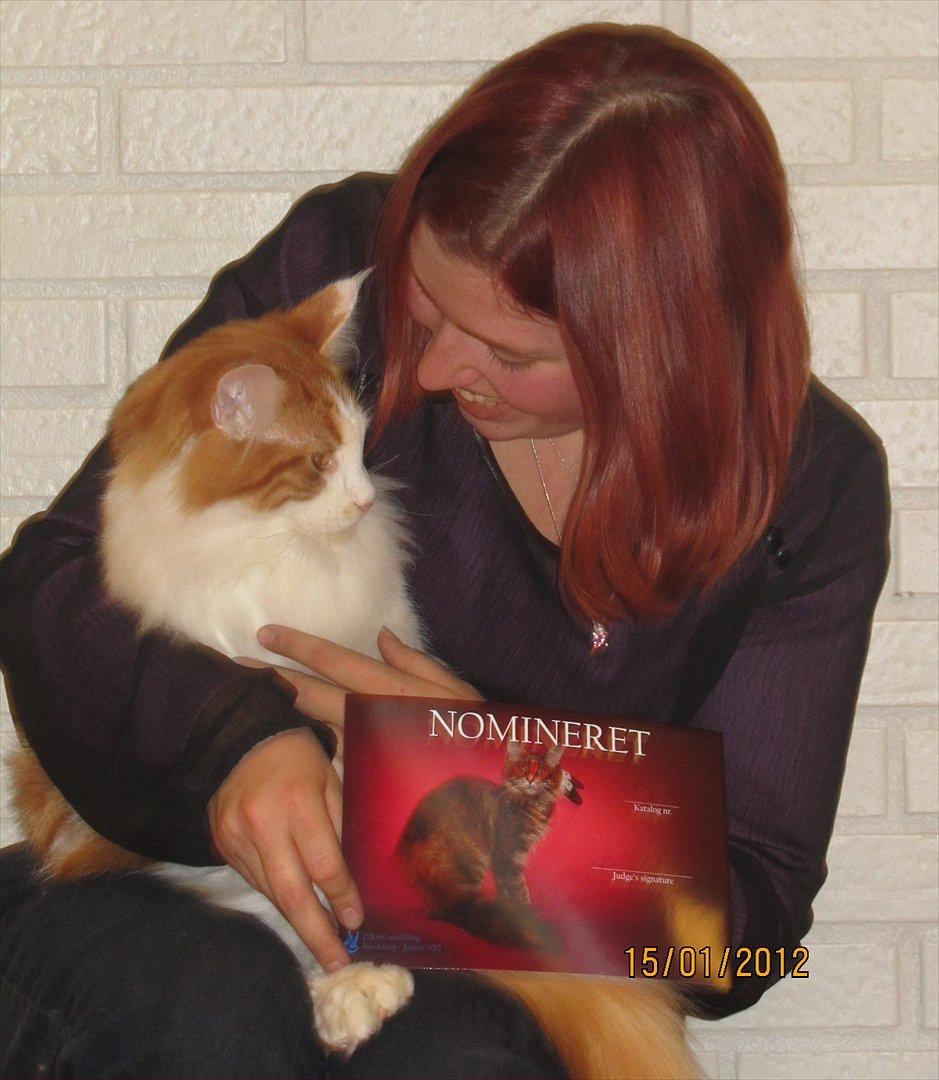 Maine Coon IC DK Bjørnholts Cosimo 9/6 - # 19. Smukke Cosimo med sin NOM. Og tag jer ik af at jeg ser lidt dum ud. er bare så stolt, så jeg er i en helt anden verden, gg :P 15 jan 2012 billede 19