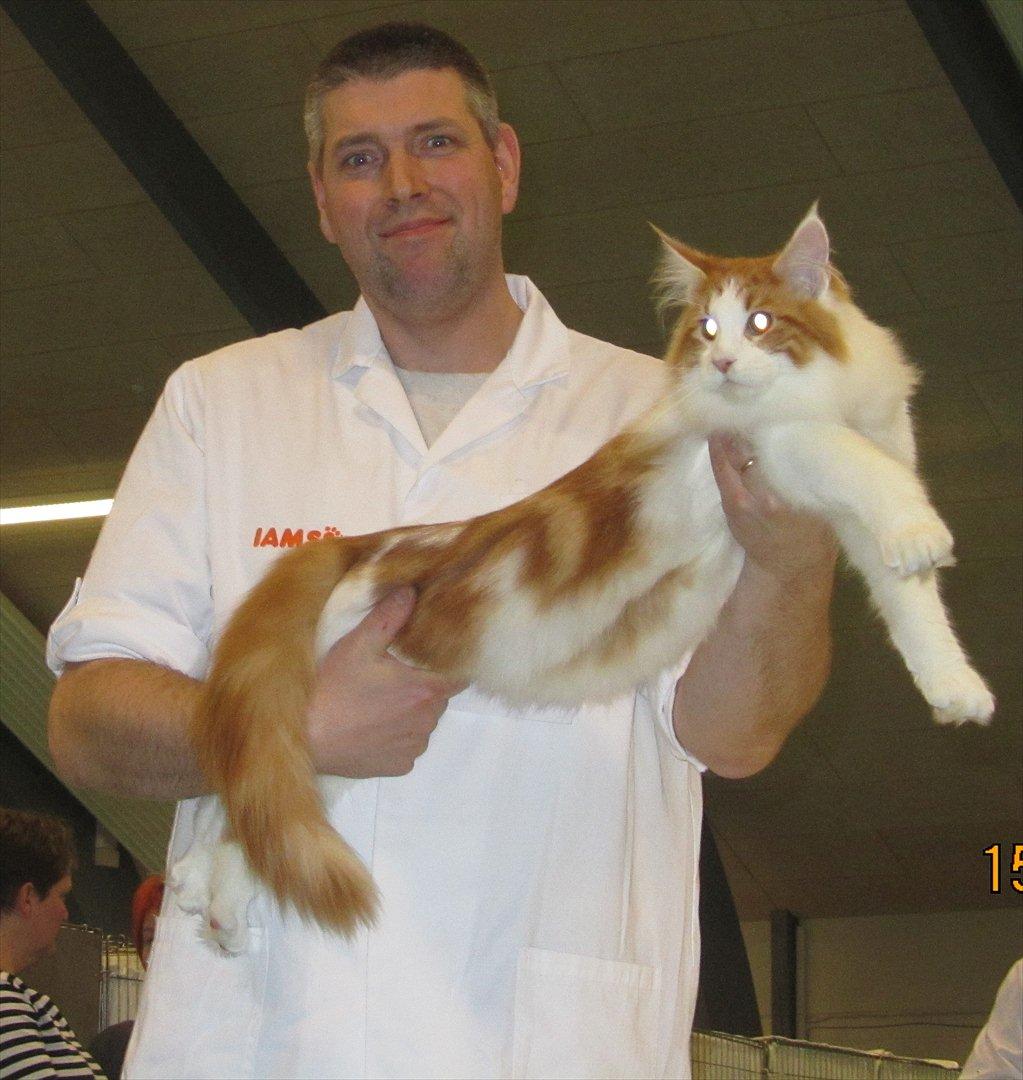 Maine Coon IC DK Bjørnholts Cosimo 9/6 - # 11. Cosimo oppe på scenen i Brædstrup d. 15 jan 2012 billede 11