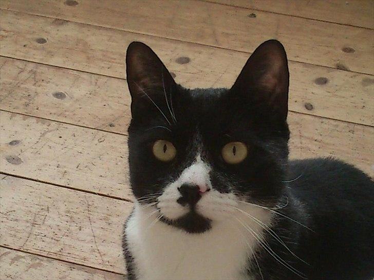 Blanding af racer Kiskat - Mors flotte fyr billede 1