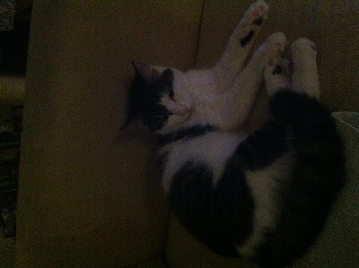 Huskat Frk. Fis <3 - Putter på sofaen billede 6