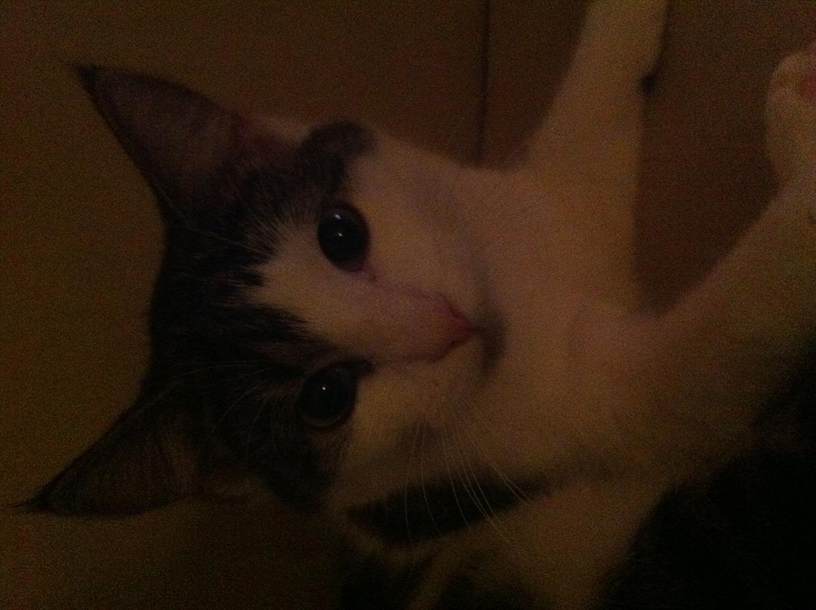 Huskat Frk. Fis <3 - Closeup billede 7