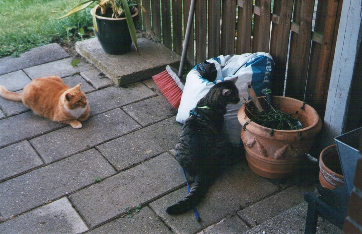Huskat Elvis - Spændende, men der skal også være plads til naboens kat.. billede 3