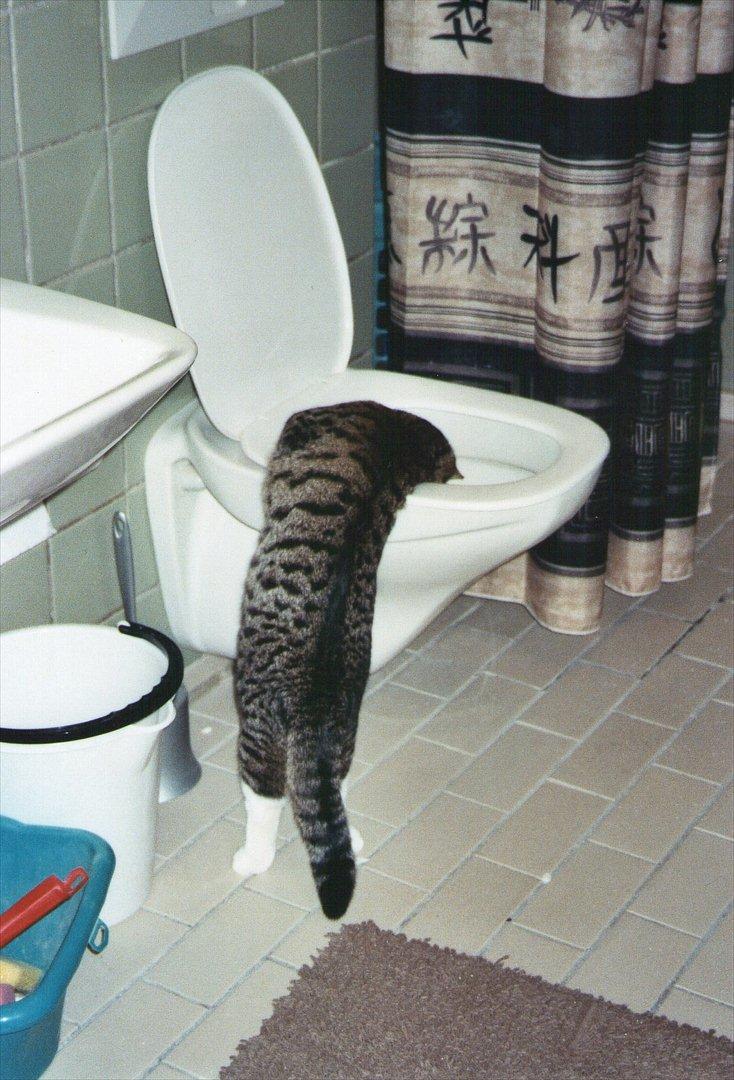 Huskat Elvis - Hvor kommer vandet fra?? billede 5