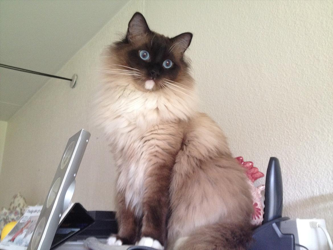 Ragdoll Eddie billede 1