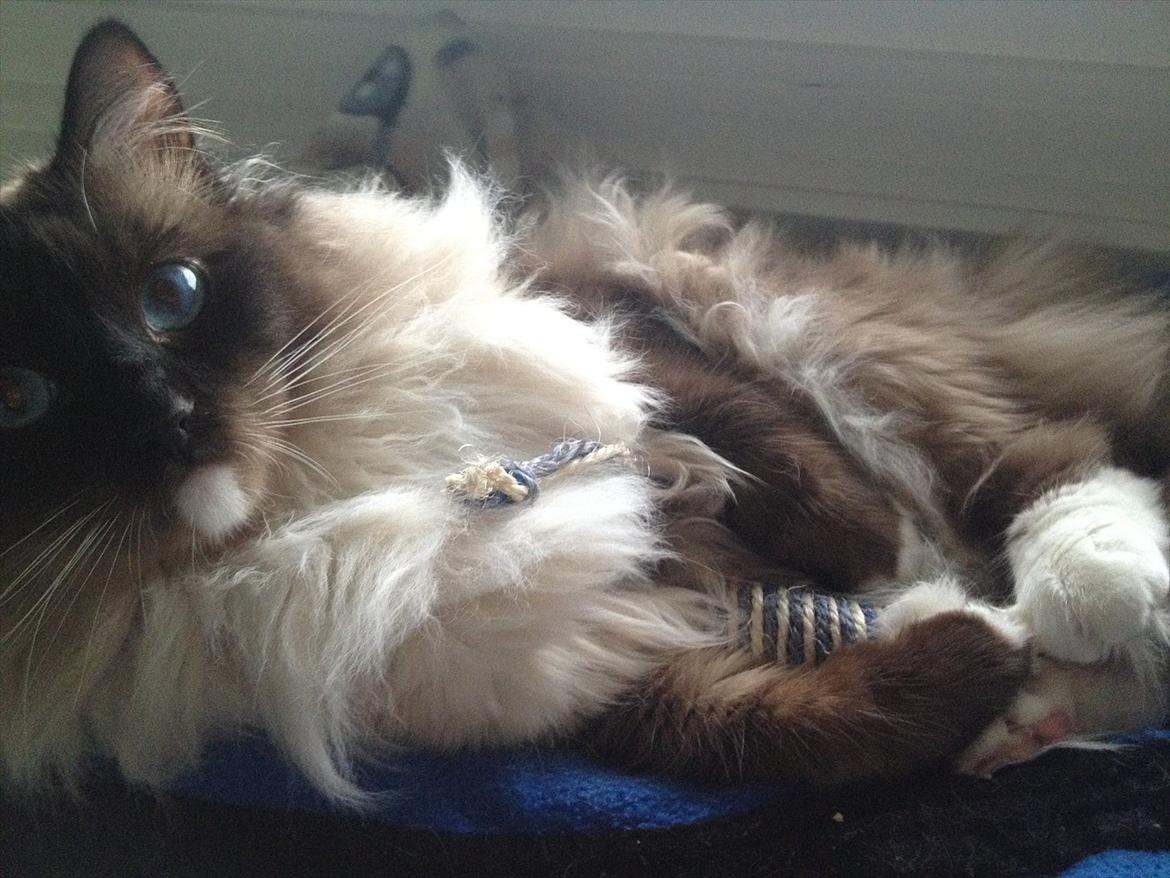 Ragdoll Eddie billede 3