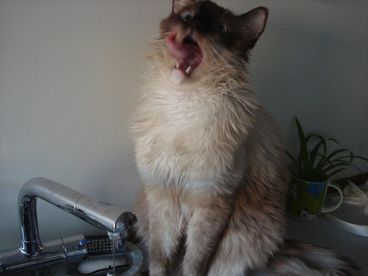 Ragdoll Eddie billede 4