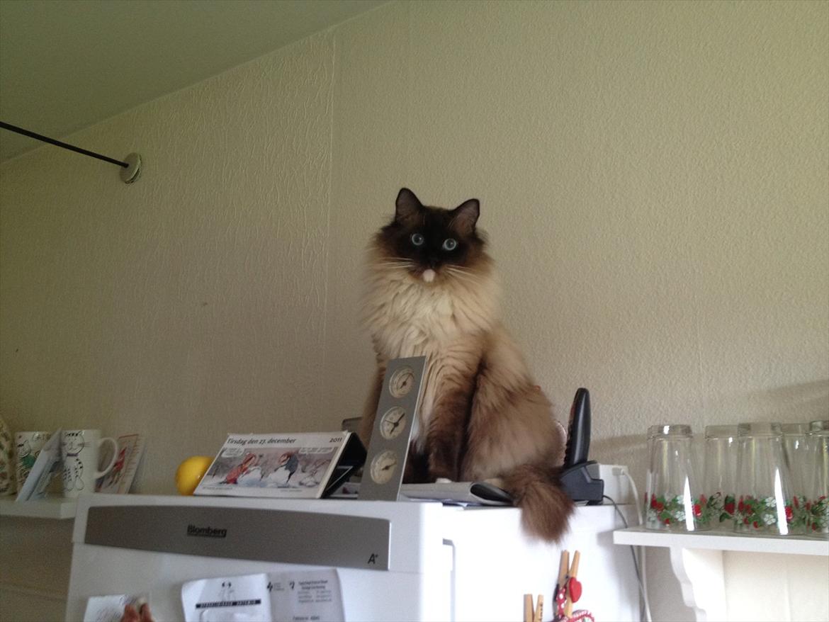 Ragdoll Eddie billede 5