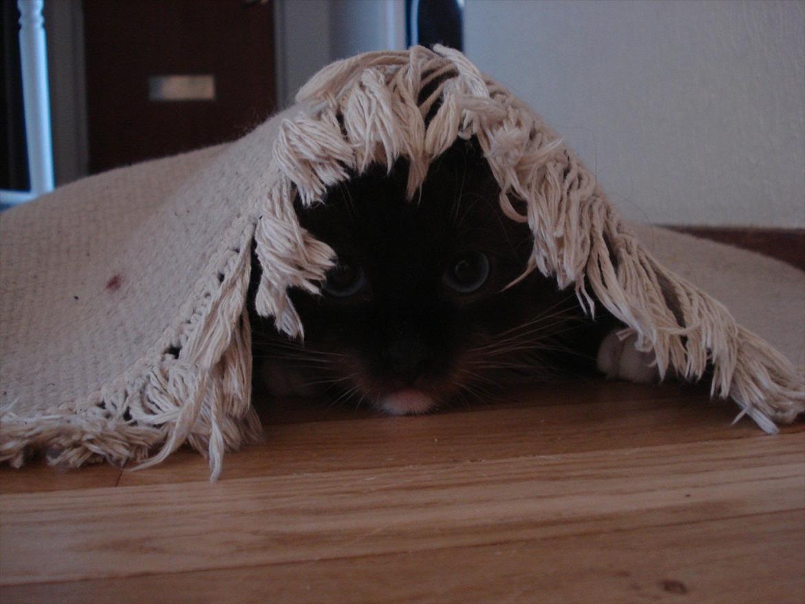 Ragdoll Eddie billede 6