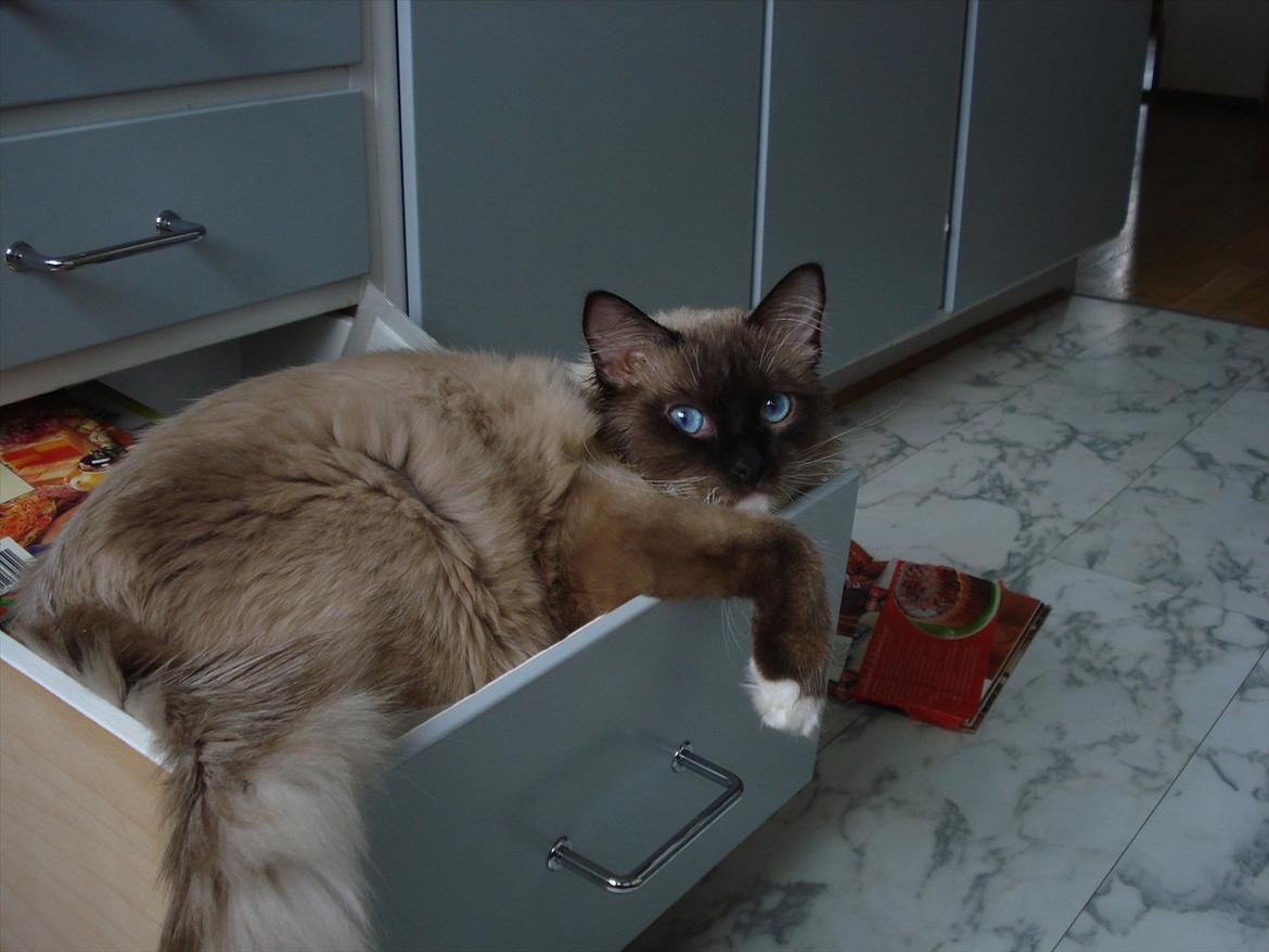 Ragdoll Eddie billede 7