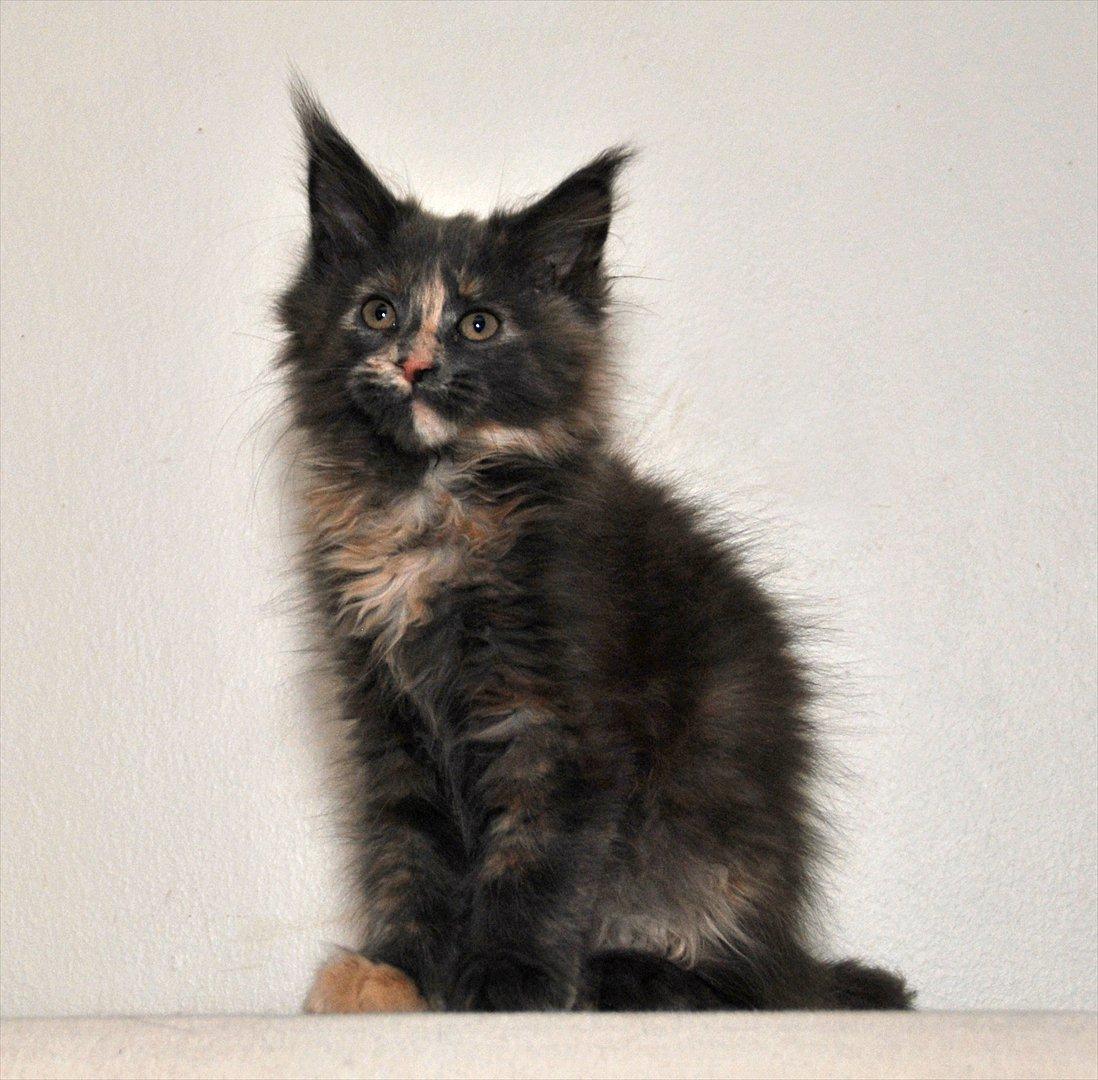 Maine Coon Caemsocoons Pink Chasmere - Med tiden skal hun være min nye avls pige, den første med mit stam navn billede 1