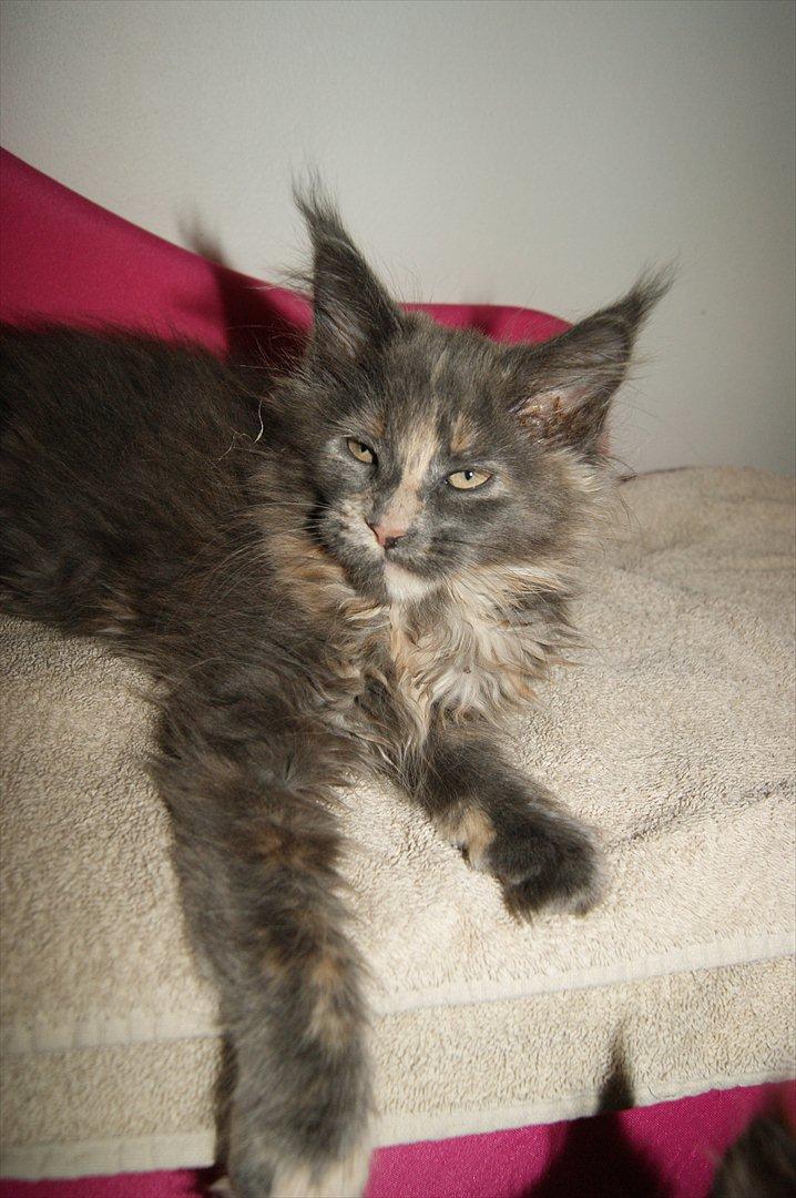 Maine Coon Caemsocoons Pink Chasmere billede 2