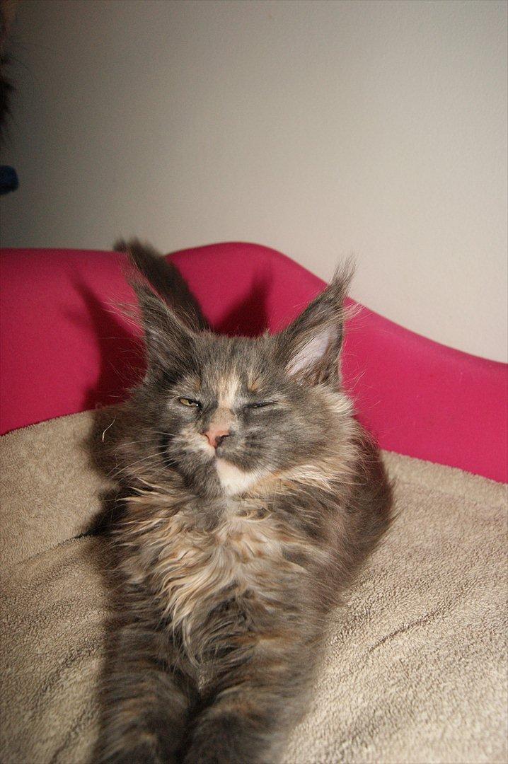 Maine Coon Caemsocoons Pink Chasmere billede 3