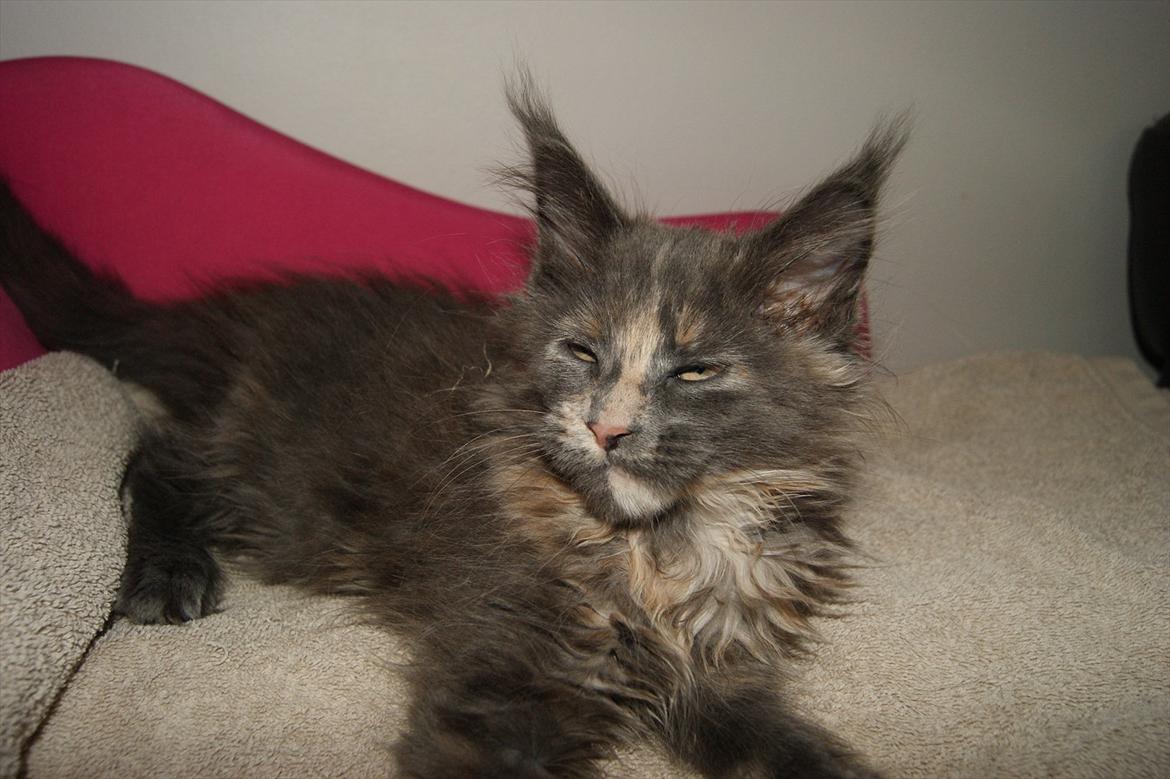 Maine Coon Caemsocoons Pink Chasmere billede 4
