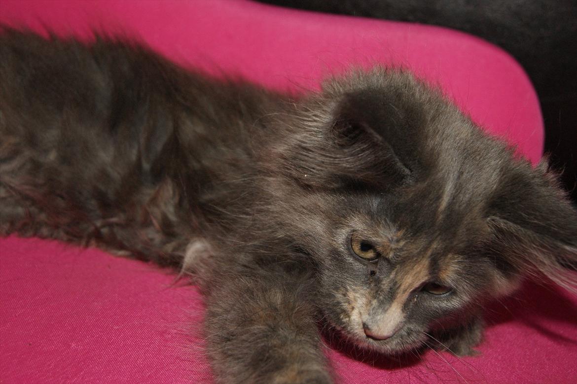 Maine Coon Caemsocoons Pink Chasmere billede 5