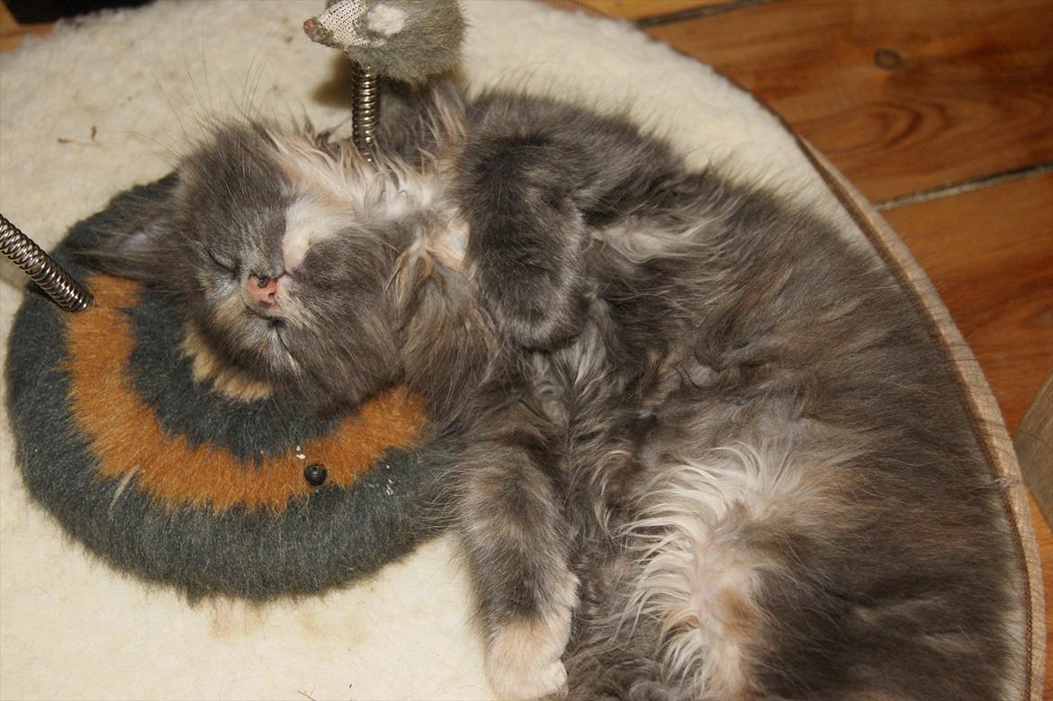 Maine Coon Caemsocoons Pink Chasmere billede 6