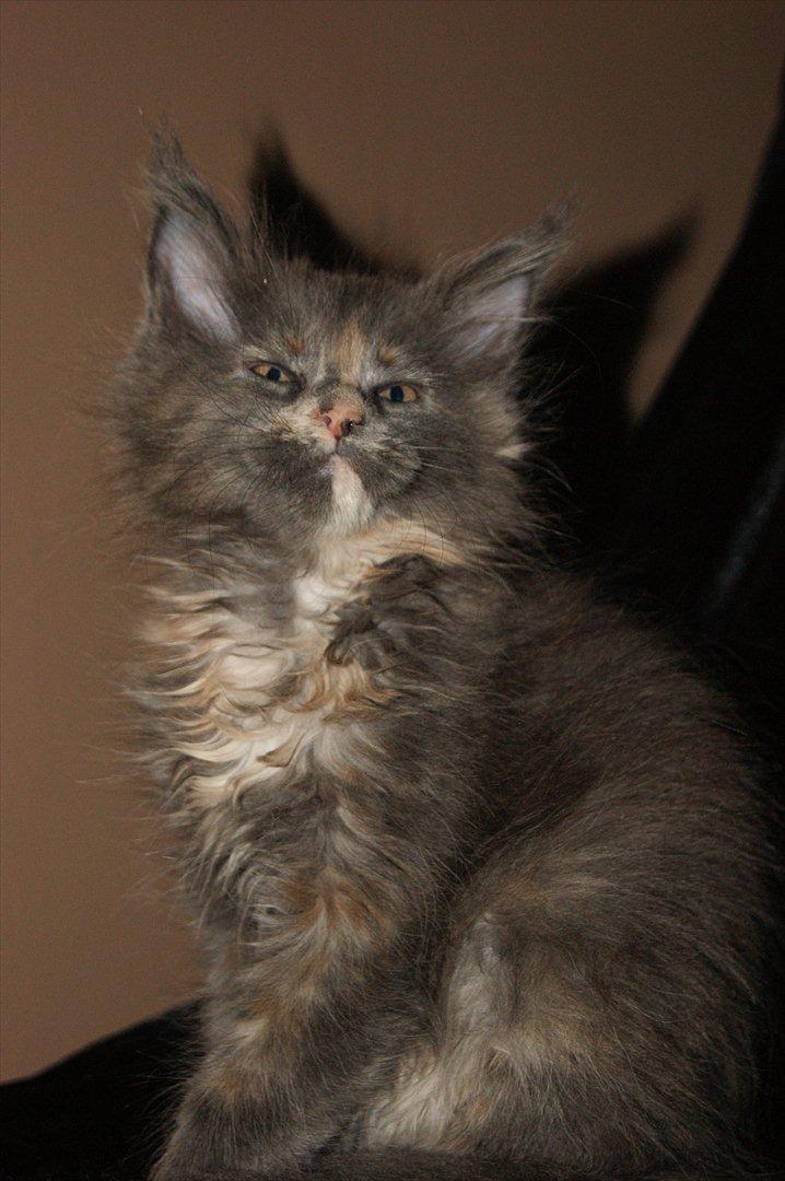 Maine Coon Caemsocoons Pink Chasmere billede 7