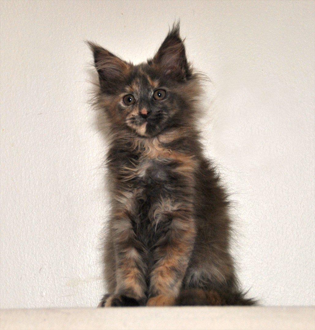 Maine Coon Caemsocoons  Secret Obsession billede 1