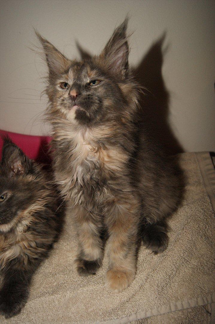 Maine Coon Caemsocoons  Secret Obsession billede 3