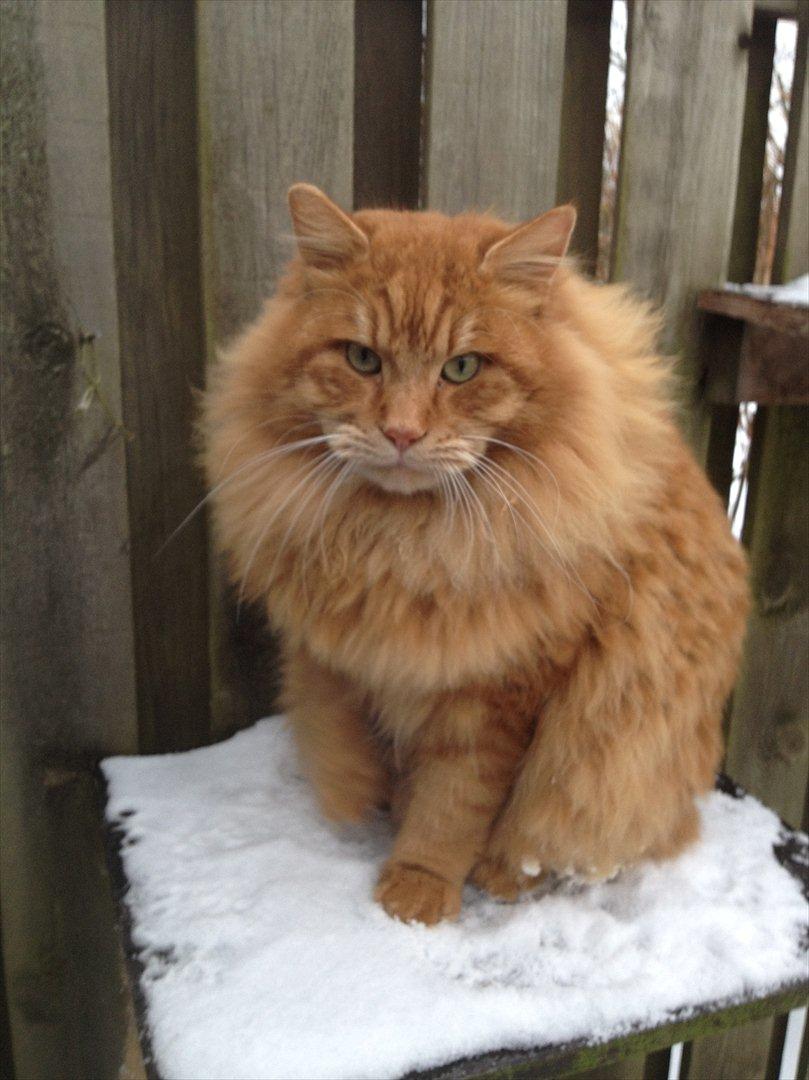 Kurilean Bobtail GIC.Ataman Kurilkot billede 18