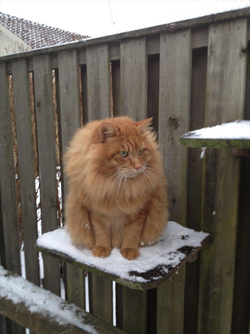 Kurilean Bobtail GIC.Ataman Kurilkot billede 19