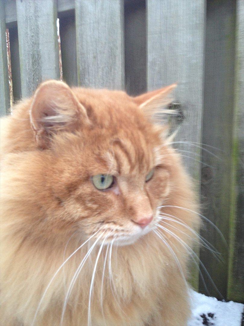 Kurilean Bobtail GIC.Ataman Kurilkot billede 20