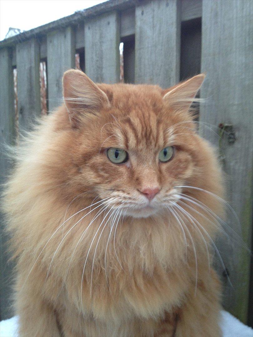 Kurilean Bobtail GIC.Ataman Kurilkot billede 1