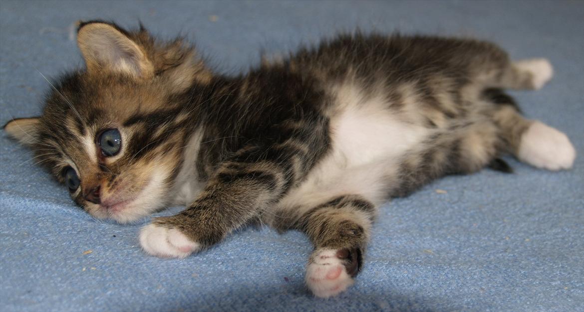 Blanding af racer Tequila Sunrise billede 2