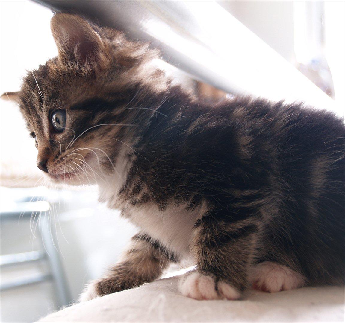 Blanding af racer Tequila Sunrise billede 17