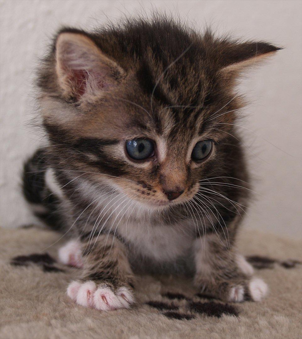 Blanding af racer Tequila Sunrise billede 1