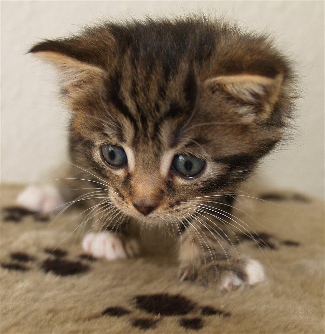 Blanding af racer Tequila Sunrise billede 4