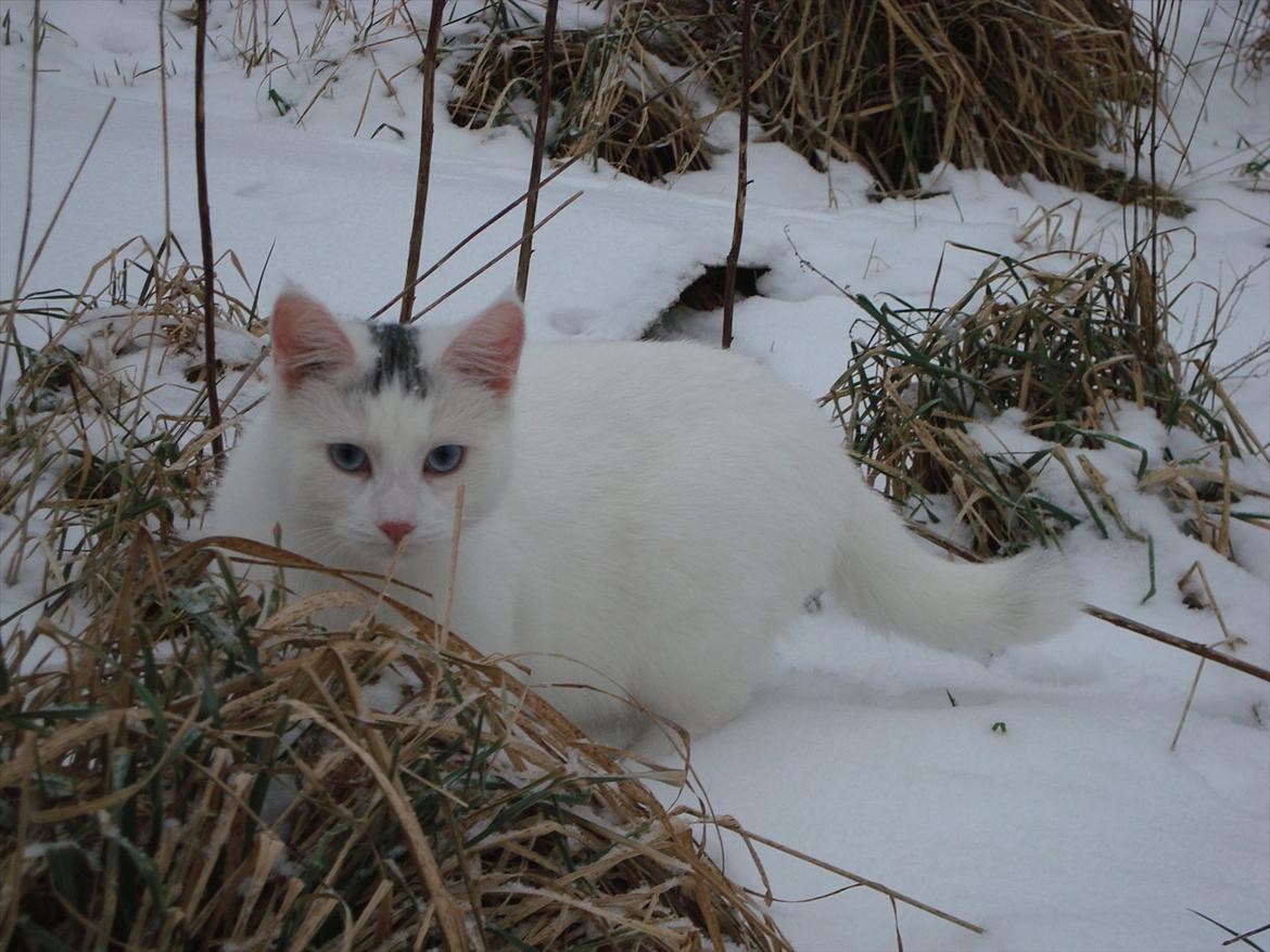 Blanding af racer Suki Soulmate<3 aka Sukkergris - taget 29/1-12 billede 20