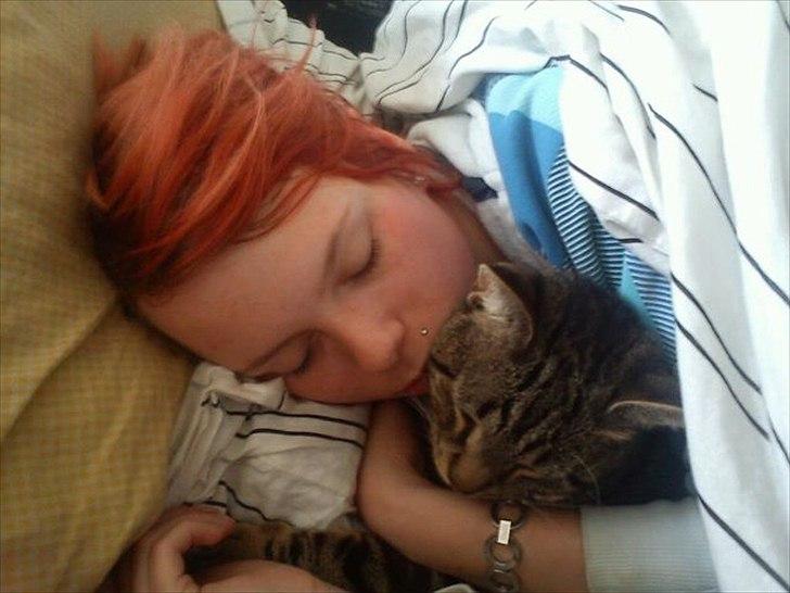 Huskat Bandit  billede 19