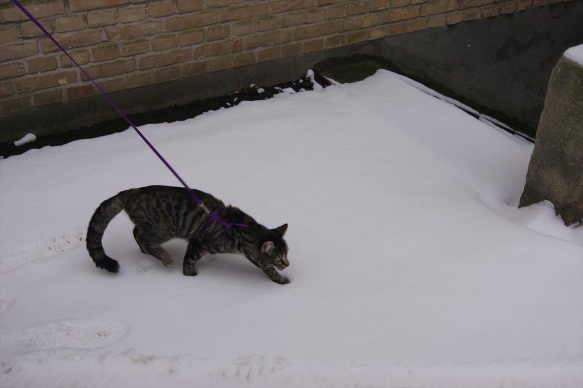 Blanding af racer Pucca - Pucca's første møde med den kolde sne:D billede 19