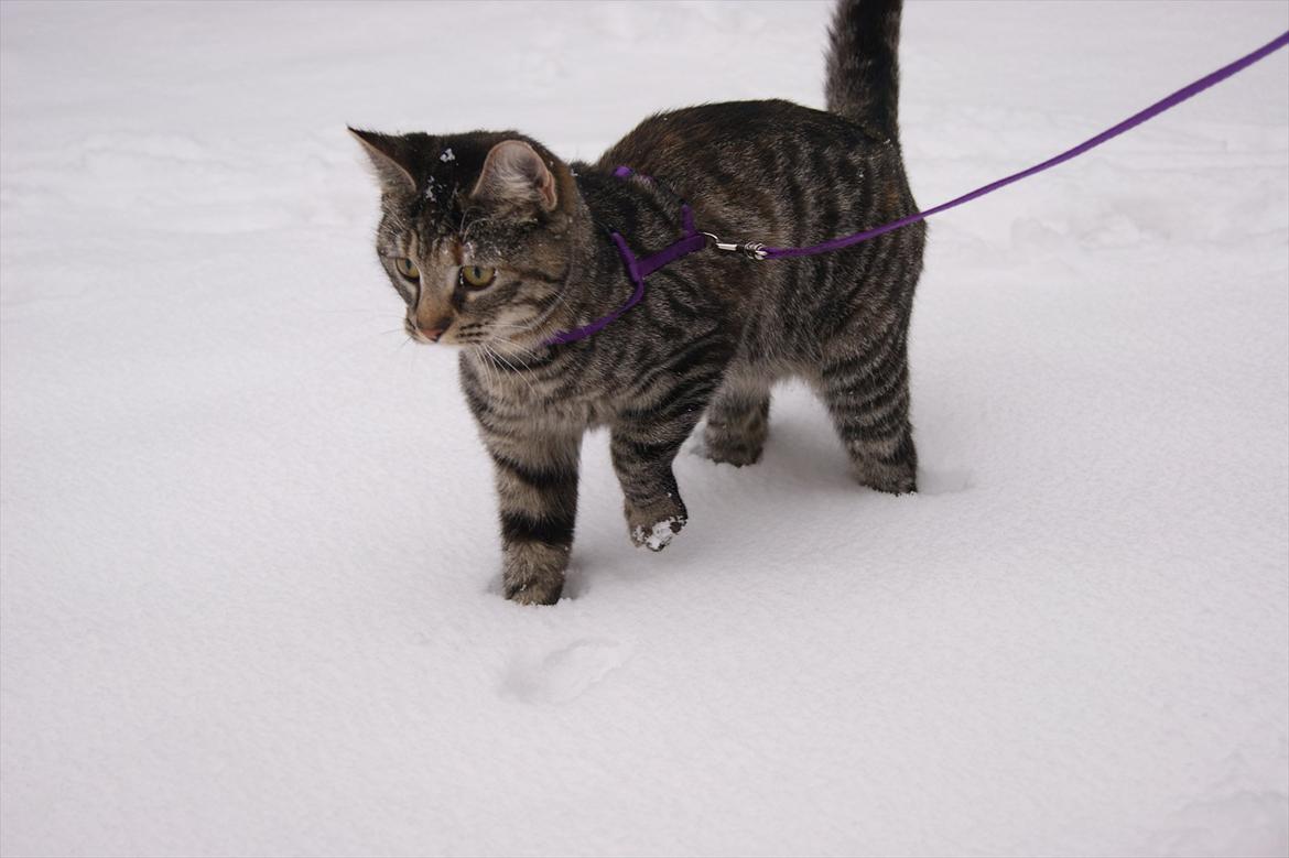 Blanding af racer Pucca - Den lille spor kat:) billede 20