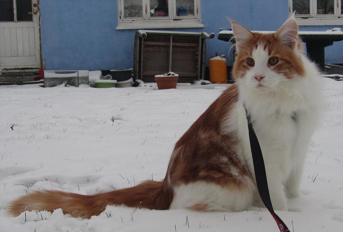 Maine Coon IC DK Bjørnholts Cosimo 9/6 - # 17. Smukke Cosimo i sneen for første gang i sit liv. 29 jan 2012 billede 17