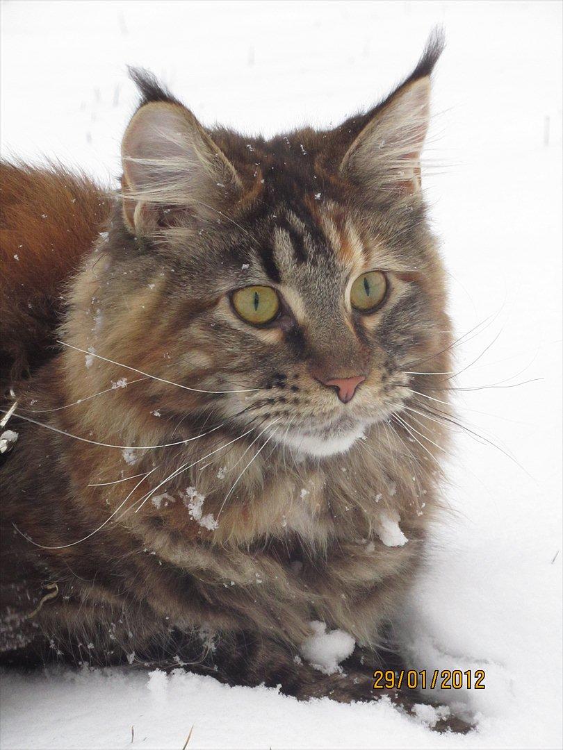 Maine Coon IC DK Bjørnholts Carmina 9/6 - # 20. Min smukke pige i sneen :D 
29 jan 2012 billede 20
