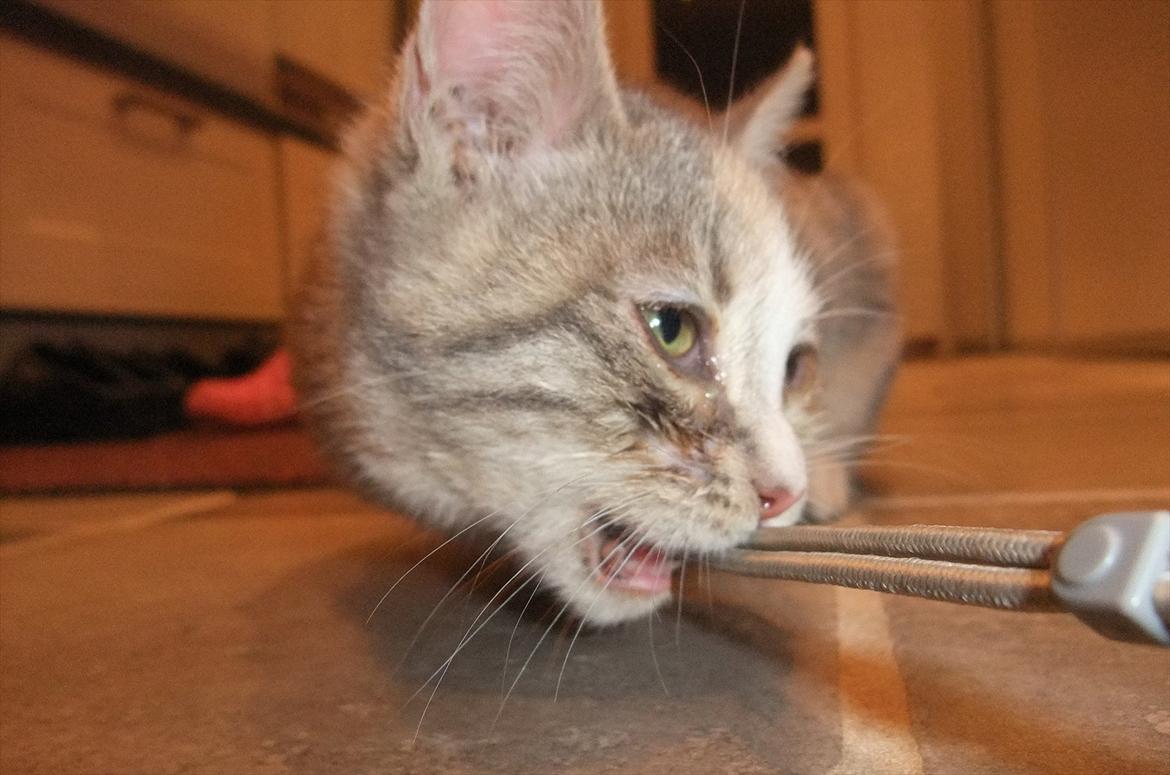 Huskat » Josefine « billede 3