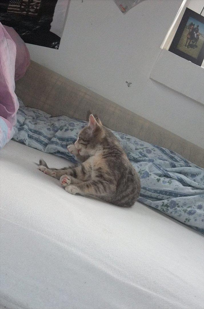 Huskat » Josefine « billede 4