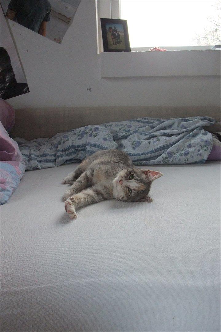 Huskat » Josefine « billede 5