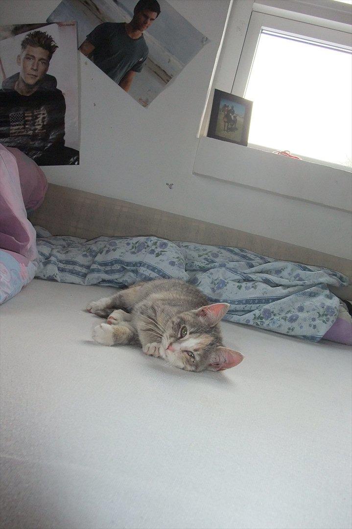 Huskat » Josefine « billede 6